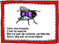 French Animal Classification Reader - Les insectes